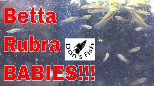 Betta rubra - Female