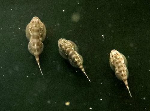 Abditus Hillstream Loach