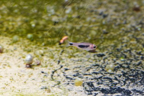 African Butterfly Barb 'Nioki Lake'