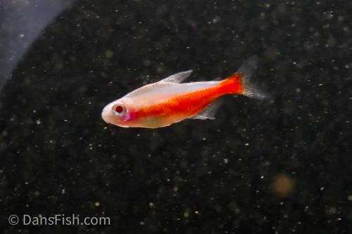 Albino Cardinal Tetra