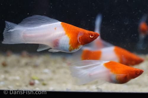 Albino Kohaku Koi High Fin Swordtail, Pair (1M1F)