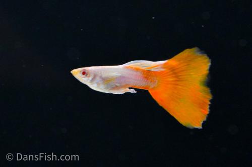 Albino Platinum Redtail Guppy, Trio (1M2F)
