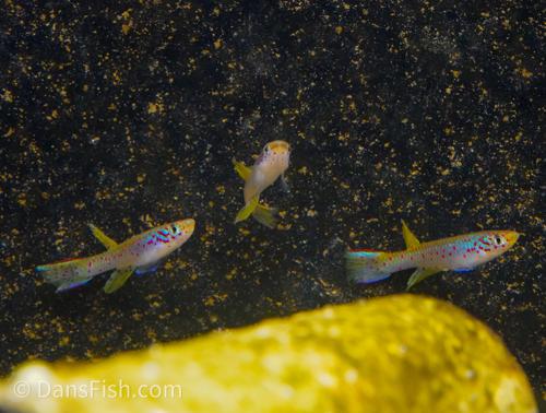 Aphyosemion polli 'Kinshasa', Trio (1M2F)