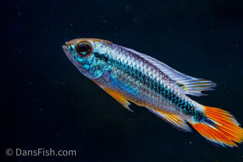 Apisto agassizii 'Blue Flame', Male