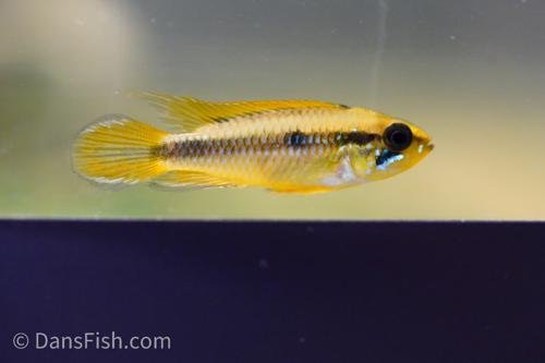 Apistogramma agassizii