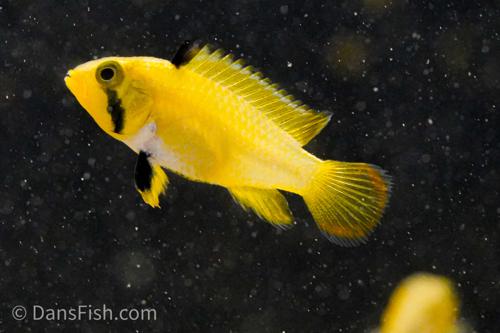 Apistogramma nijsseni 'Rio Ucayali', Trio (1M2F)