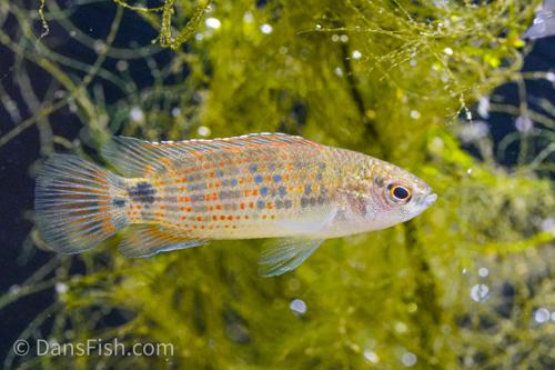Badis ruber