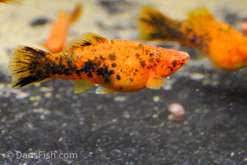 Berlin Platy