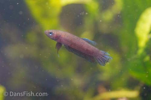 Betta miniopina "Riau"