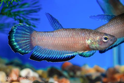 Betta simplex