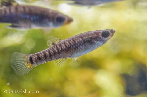 Black Bellied Limia, Pair (1M1F)