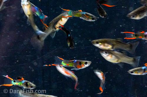 Black Flame Endlers, Trio (1M2F)
