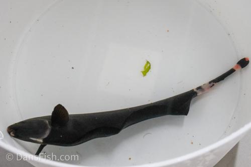 Black Ghost Knifefish