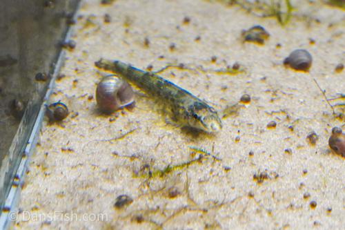 Black Lizard Loach