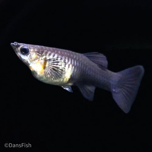 Black Metal Guppy, Trio (1M2F)