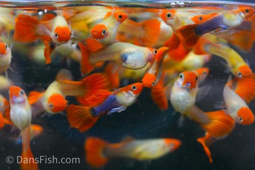 Blonde Koi Guppy, Pair (1M1F)