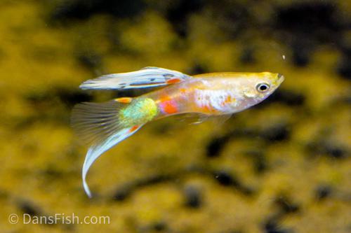 Blonde Vienna Bottom Swordtail Guppy, Pair (1M1F)