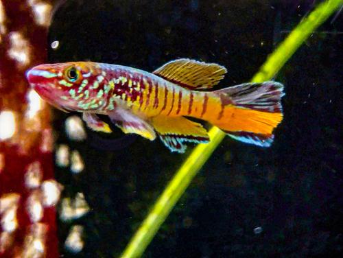 Blue Gularis 'Warri', Pair (1M1F)