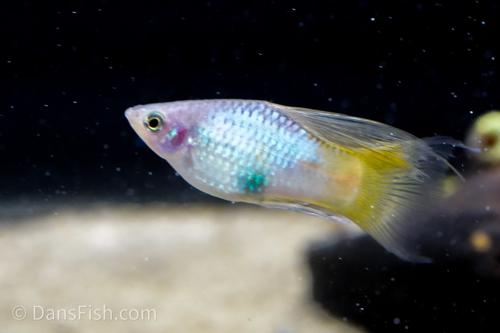 Blue High-Fin Variatus Platy, Pair (1M1F)
