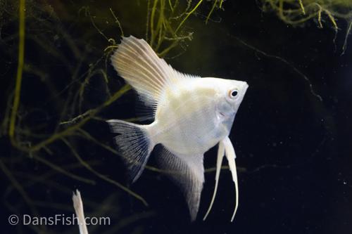 Bulgarian Lilac Angelfish