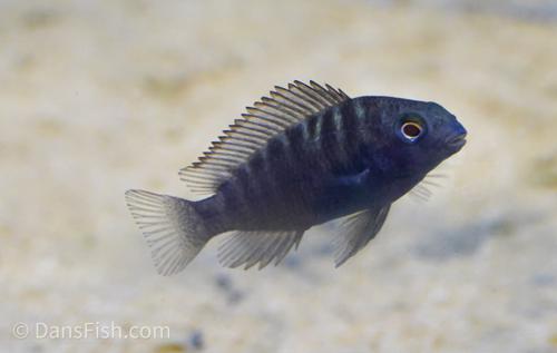 Cherry Spot Tropheus 'Bulu Point'