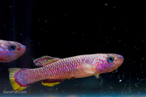 Cinnamon Killifish, Pair (1M1F)