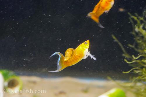 Fancy Copper Molly, Female