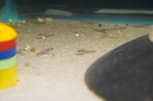 Corydoras CW153