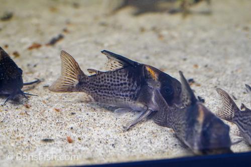 Spotted Highfin Cory CW027/C154