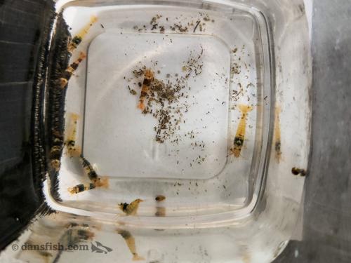 Crystal Black Bee, (4 pack)