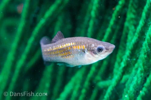Dwarf Molly-various sizes