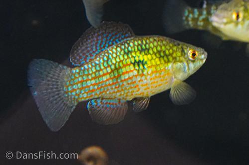 Florida Flag Fish, Breeding Group (1M9F)