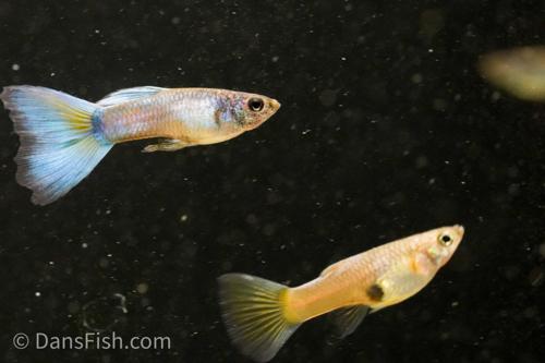 Full Green Guppy, Female