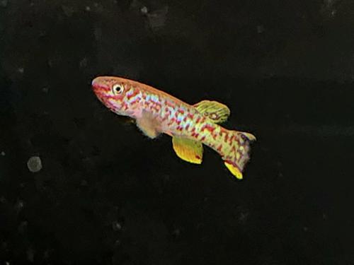 Fundulopanchax scheeli, Pair (1M1F)