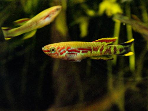 Fundulopanchax spoorenbergi, Female