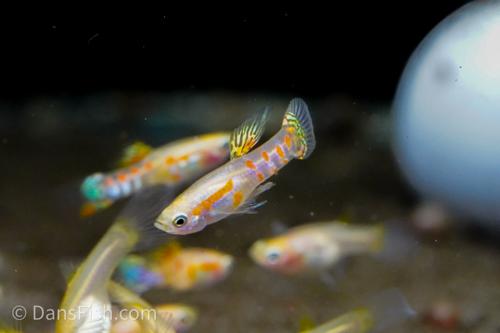 Ginga Rubra Guppy, Pair (1M1F)