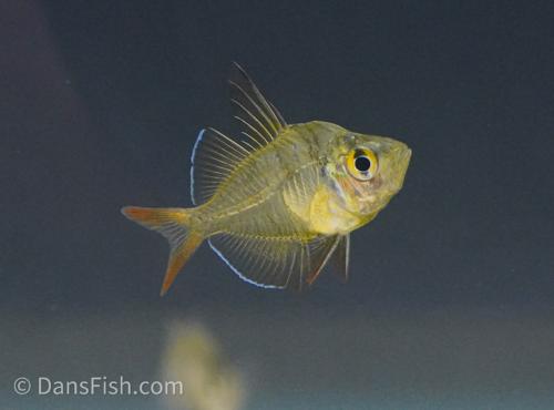 Glass Fish