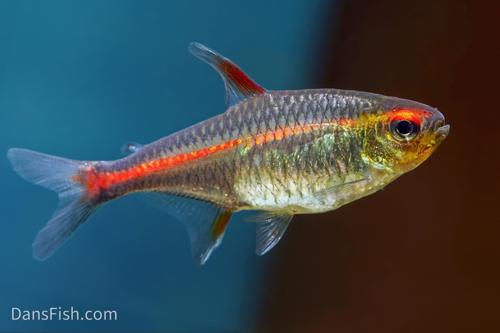 Glowlight Tetra