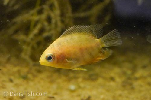 Gold Red-Spot Severum