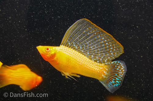 Gold Sailfin Molly, Male
