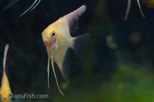 Golden Angelfish