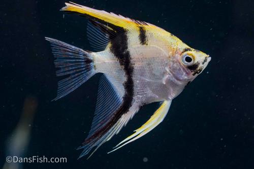Golden Dalmation Angelfish