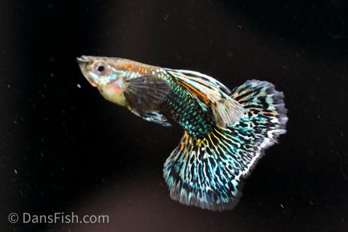 Green Dragon Guppy, Breeding Group (1M5F)
