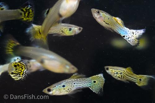 Green Snakeskin Guppy, Pair (1M1F)
