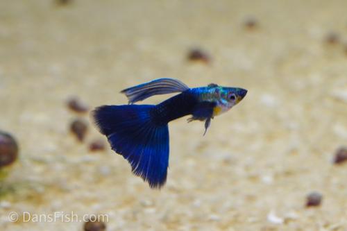 Half Black Blue Guppy, Breeding Group (1M3F)