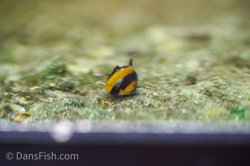 Horned Zebra Snail, (3 pack)