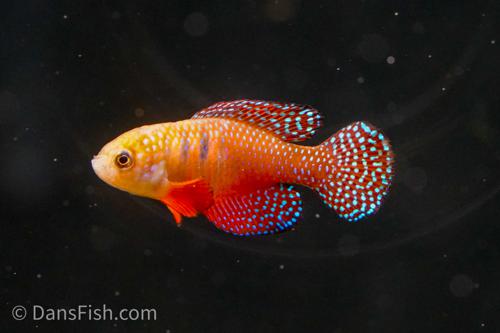 Hypsolebias picturatus, Female