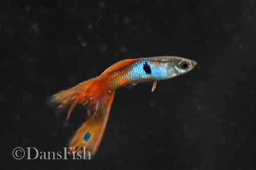 Japan Blue Mutt Guppies, Reverse Trio (2M1F)