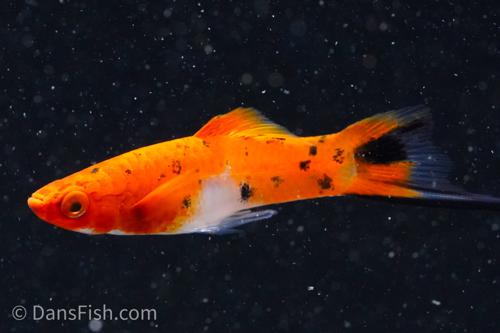 Koi Sanke Swordtail, Male