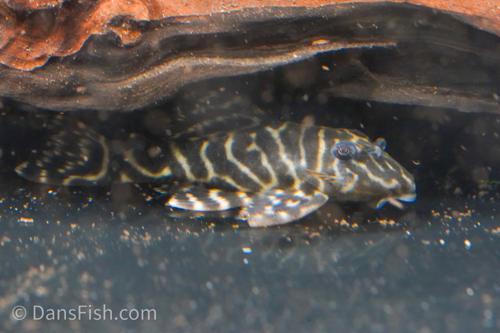 L340 Mega Clown Pleco